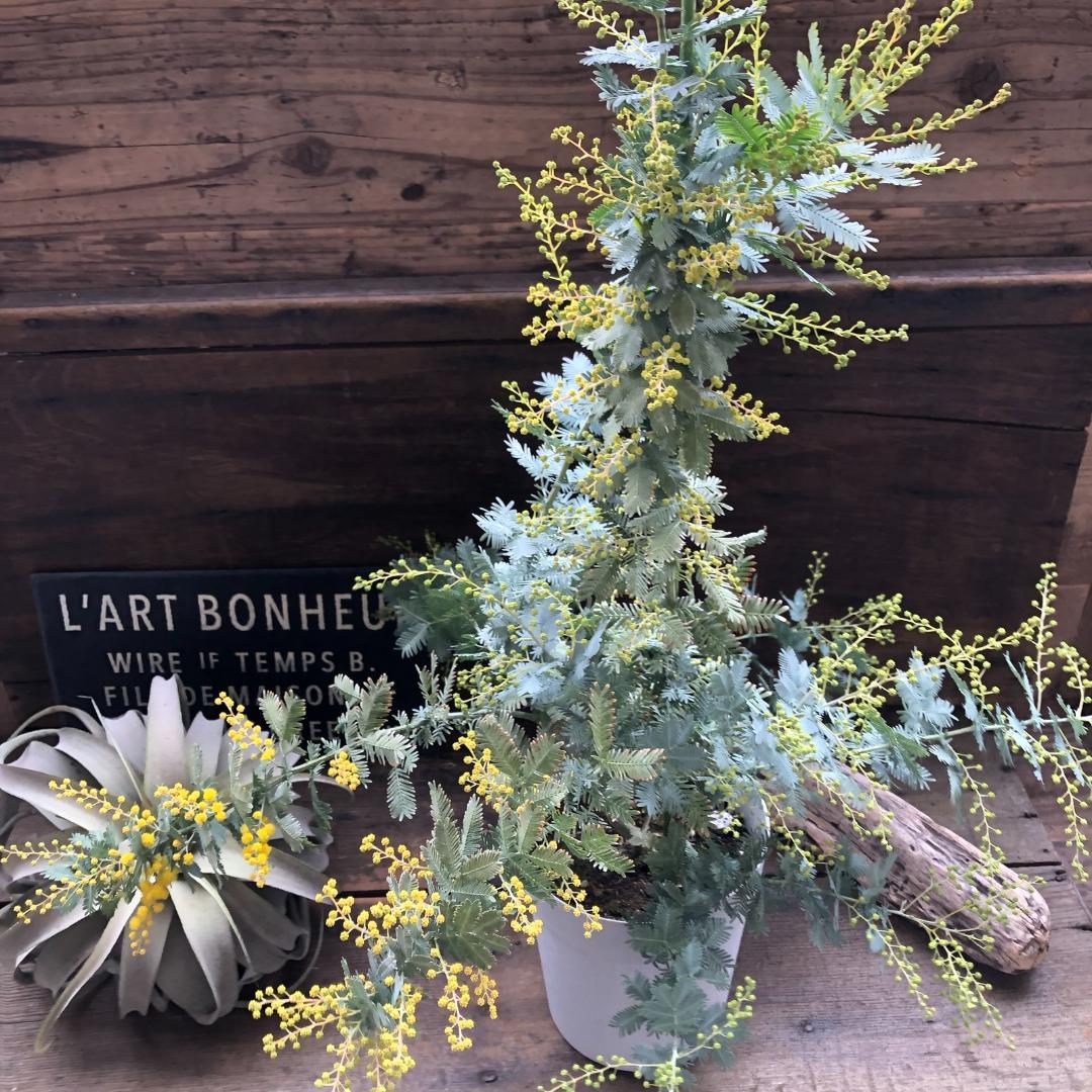 ★ポットごと♡花芽付き♡5号ポット♡今年咲きます♡ミモザの大苗♡シンボルツリーに