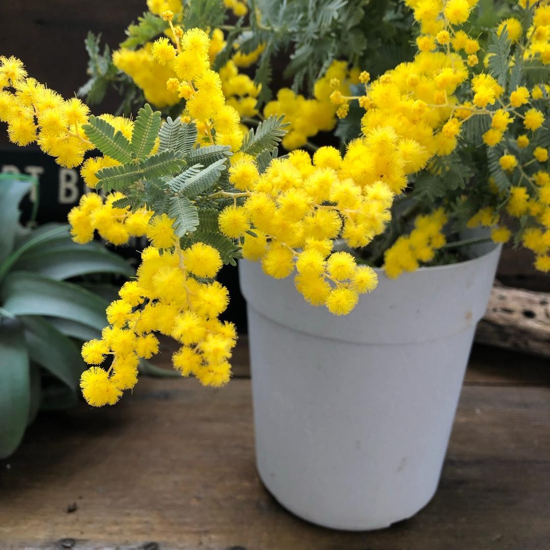 ★ポットごと♡花芽付き♡5号ポット♡今年咲きます♡ミモザの大苗♡シンボルツリーに