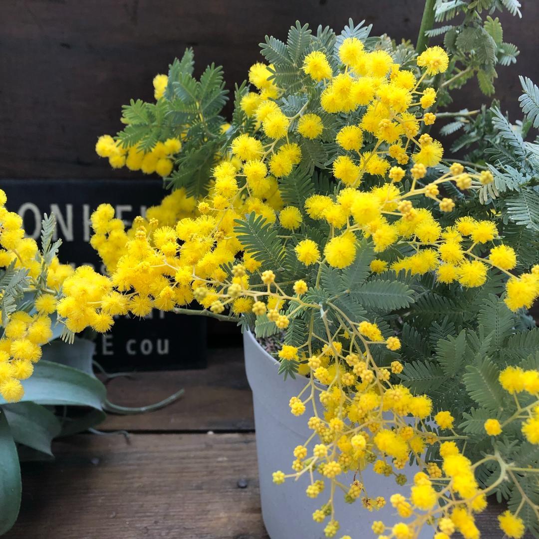 ★ポットごと♡花芽付き♡5号ポット♡今年咲きます♡ミモザの大苗♡シンボルツリーに