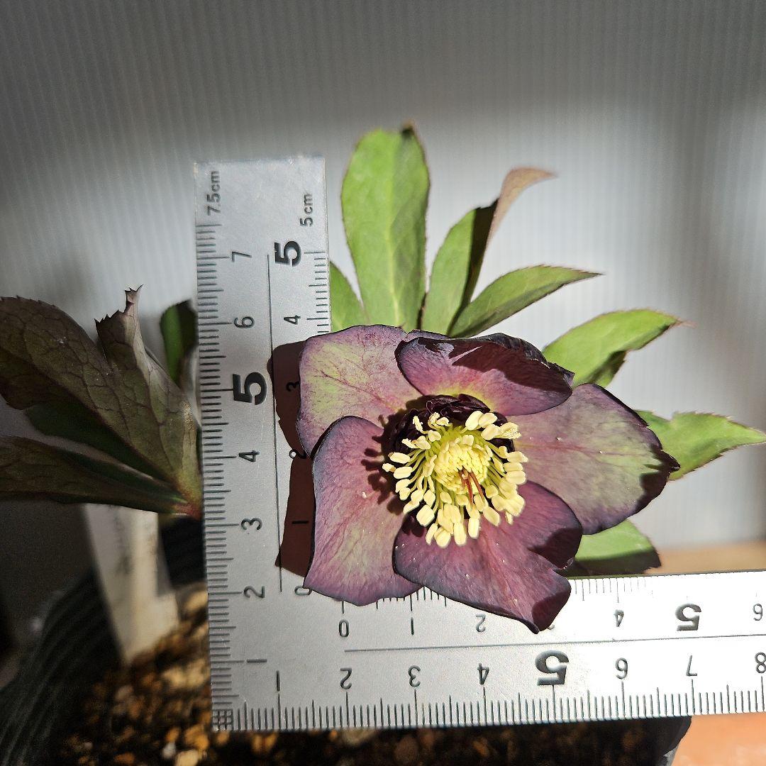 ㉖-406クリスマスローズ