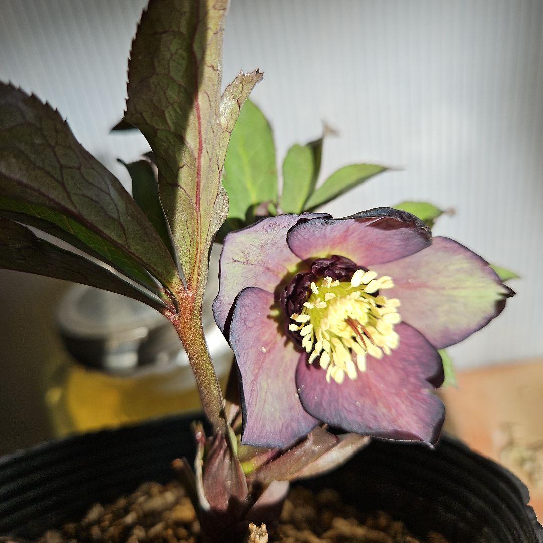 ㉖-406クリスマスローズ