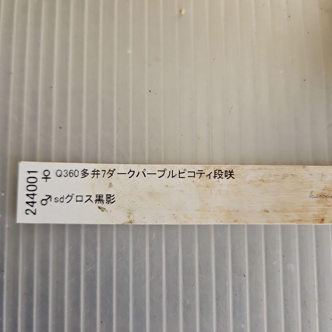 ㉖-406クリスマスローズ