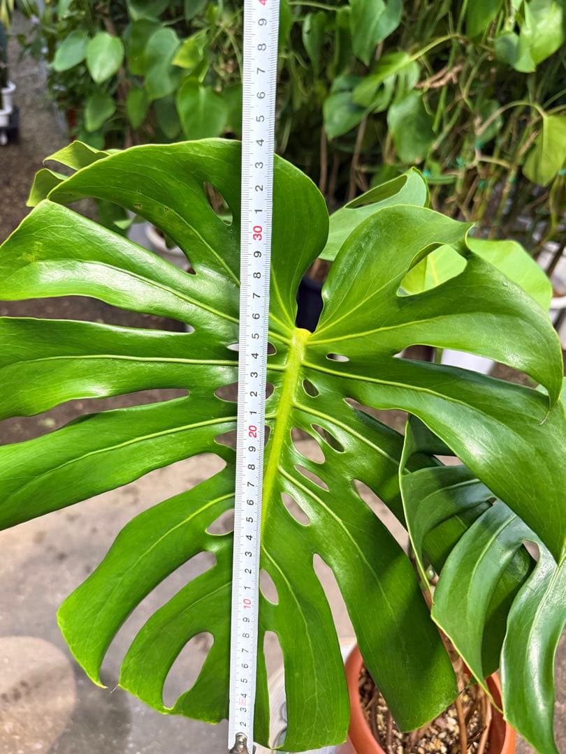 【特大極上株】モンステラ デリシオーサ 幹立ち 根上があり 6号鉢サイズ 鉢付き