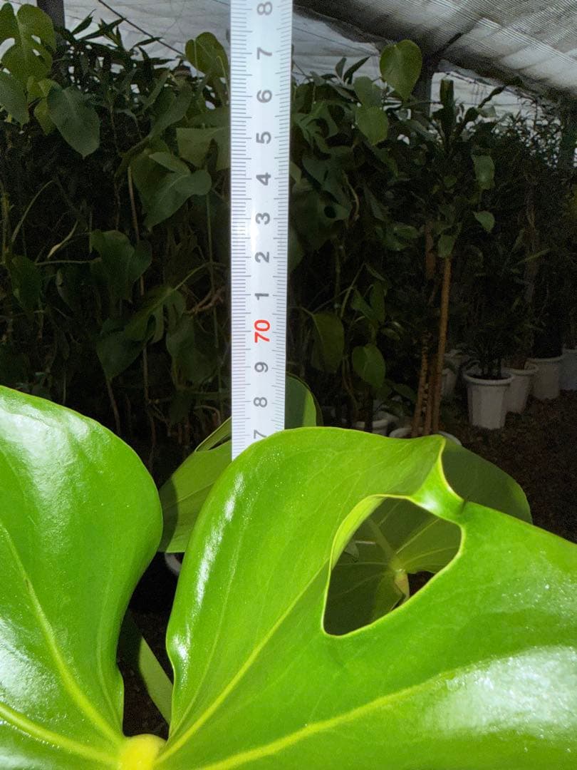 【特大極上株】モンステラ デリシオーサ 幹立ち 根上があり 6号鉢サイズ 鉢付き