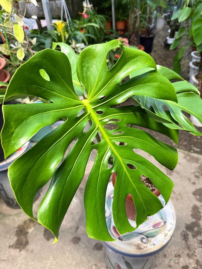 【特大極上株】モンステラ デリシオーサ 幹立ち 根上があり 6号鉢サイズ 鉢付き