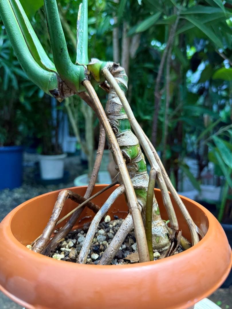 【特大極上株】モンステラ デリシオーサ 幹立ち 根上があり 6号鉢サイズ 鉢付き