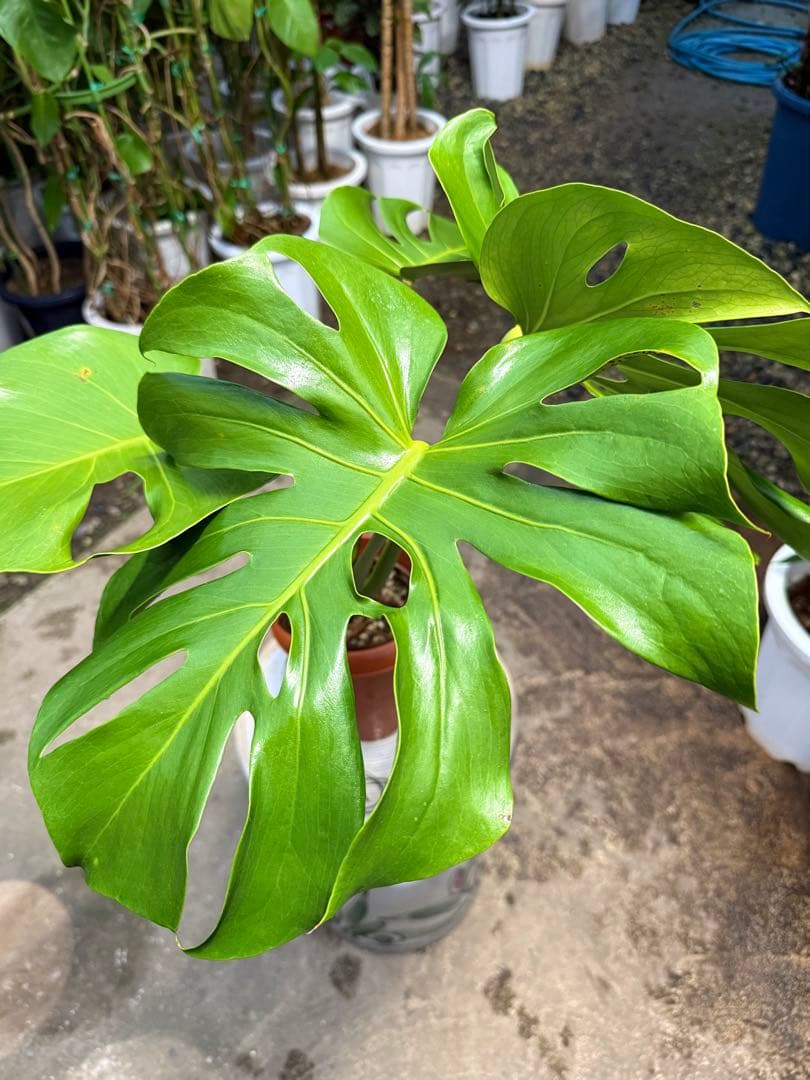 【特大極上株】モンステラ デリシオーサ 幹立ち 根上があり 6号鉢サイズ 鉢付き