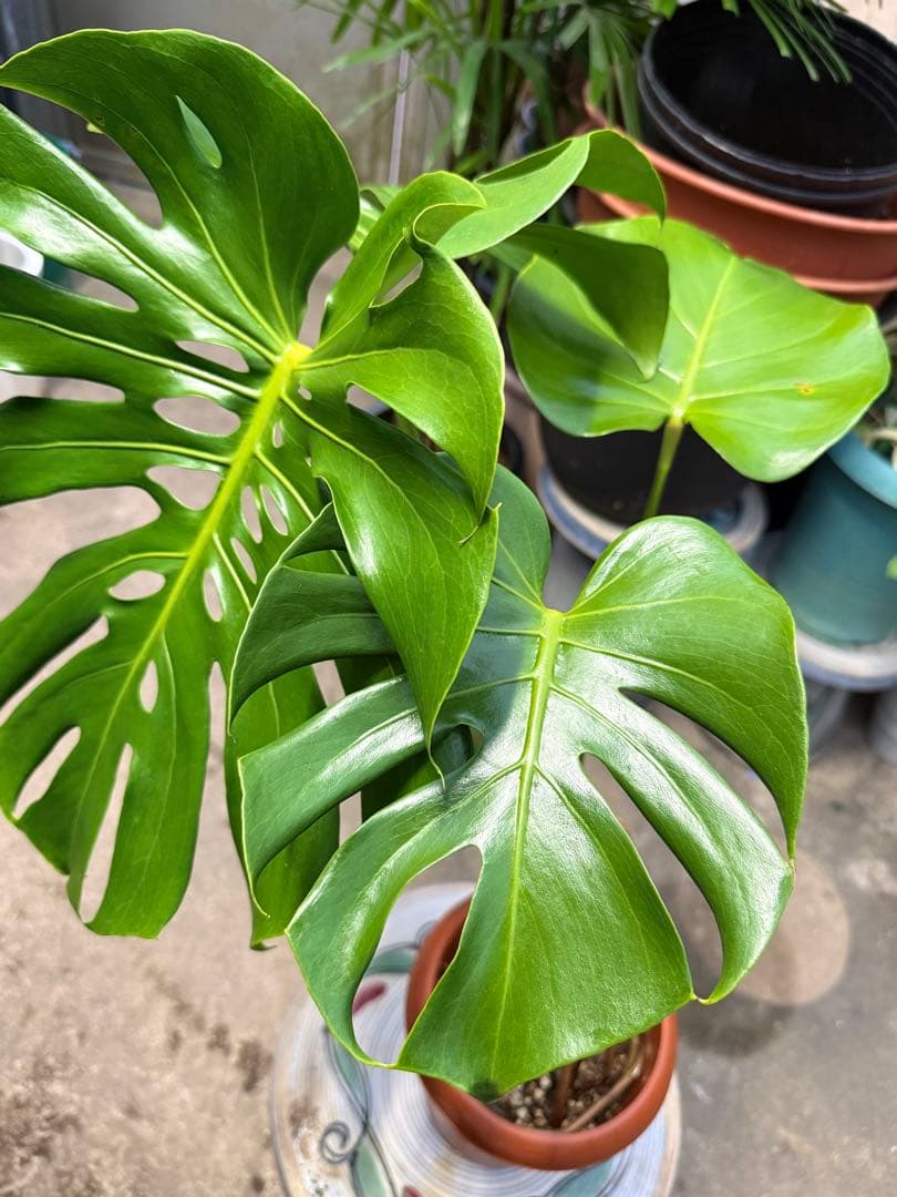 【特大極上株】モンステラ デリシオーサ 幹立ち 根上があり 6号鉢サイズ 鉢付き