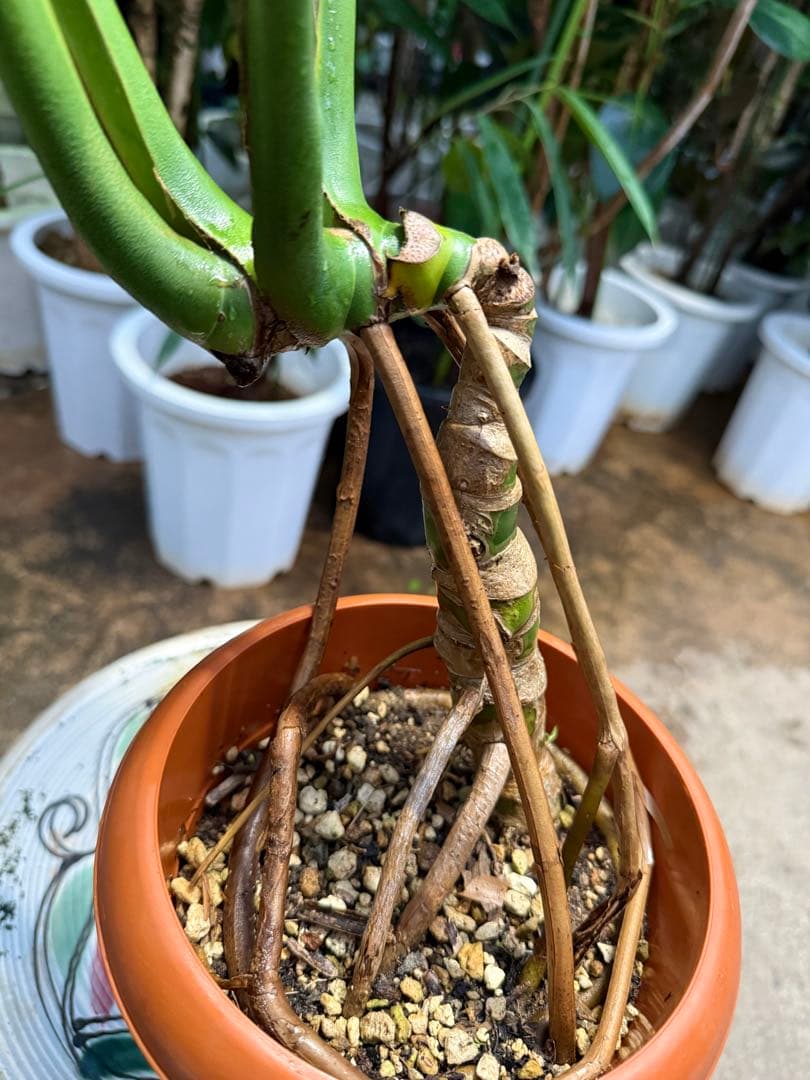 【特大極上株】モンステラ デリシオーサ 幹立ち 根上があり 6号鉢サイズ 鉢付き