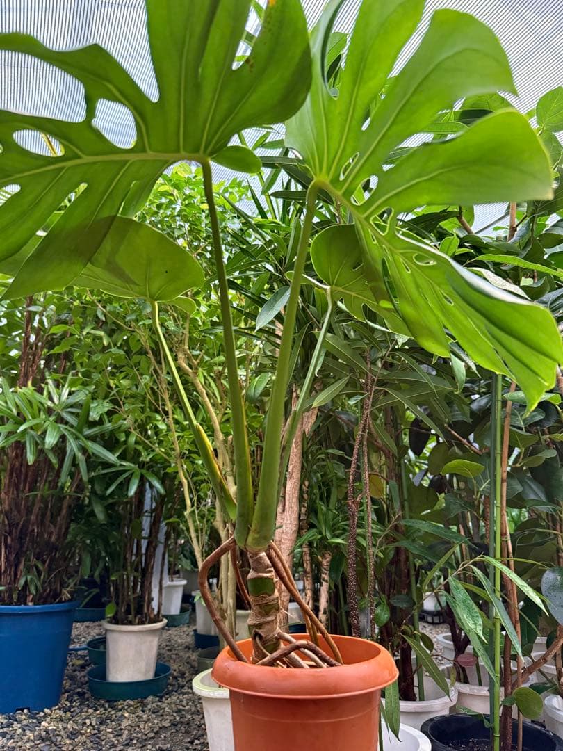 【特大極上株】モンステラ デリシオーサ 幹立ち 根上があり 6号鉢サイズ 鉢付き