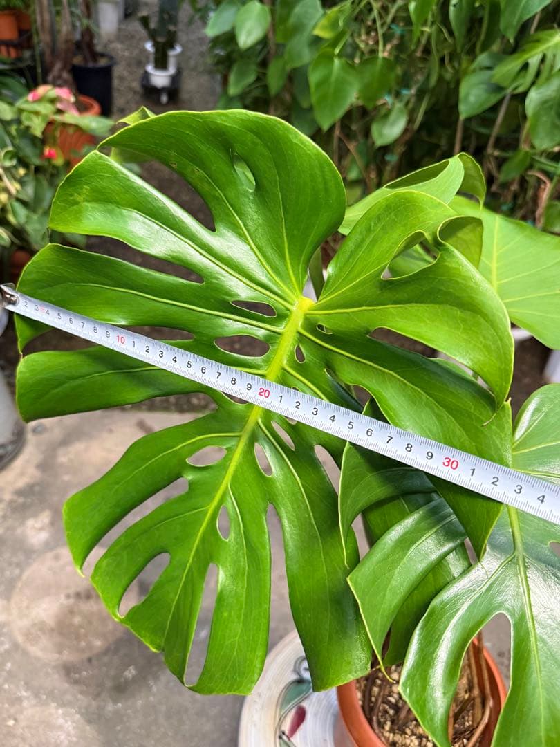 【特大極上株】モンステラ デリシオーサ 幹立ち 根上があり 6号鉢サイズ 鉢付き