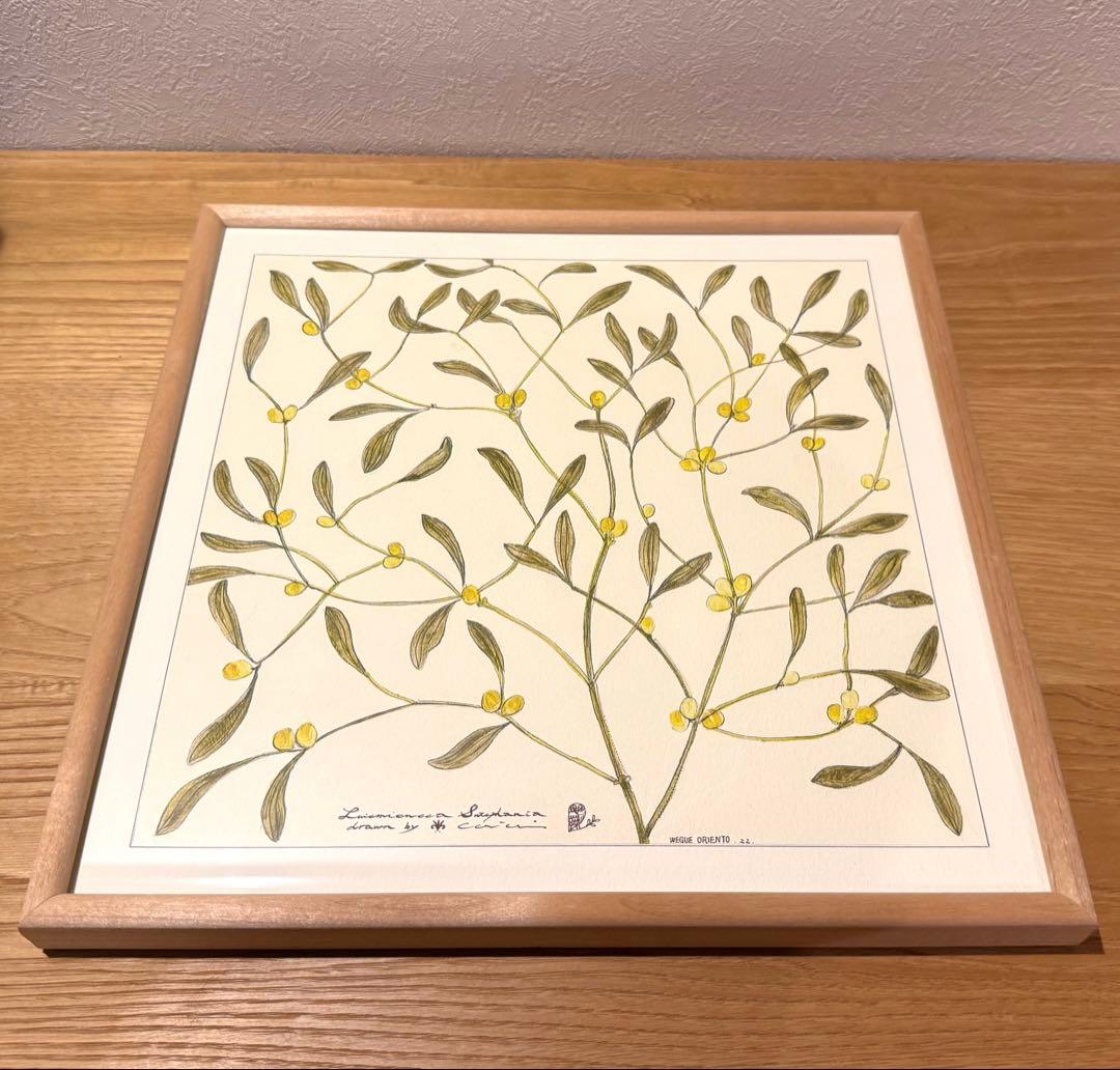 botanical ヤドリギ｜coricciコリッチ（IDEE イデー）