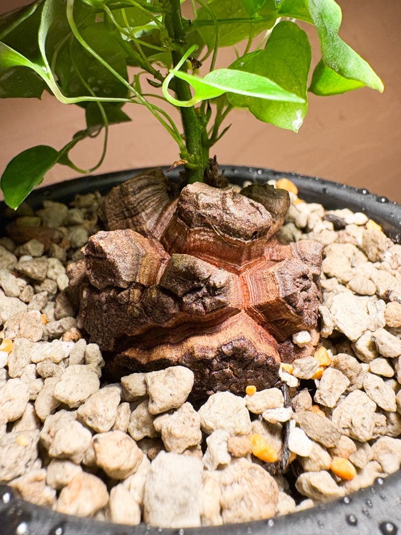 【丸型良型】No.5アフリカ亀甲竜　実生 幅5cm 将来有望