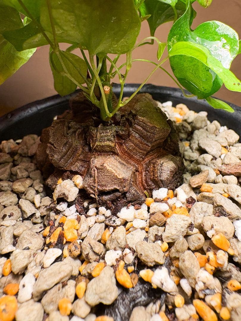 【丸型良型】No.5アフリカ亀甲竜　実生 幅5cm 将来有望
