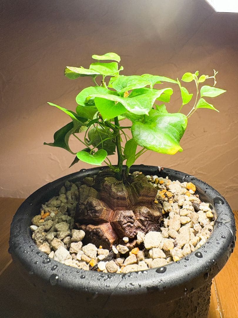 【丸型良型】No.5アフリカ亀甲竜　実生 幅5cm 将来有望