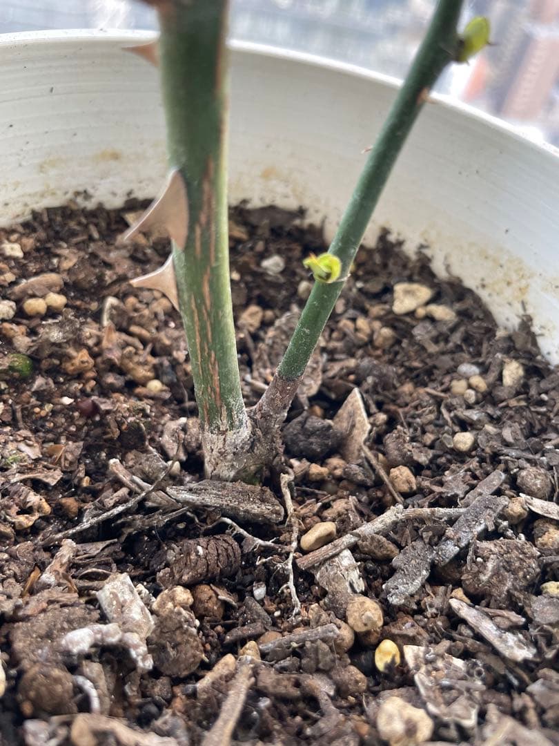 期間限定セール！大輪！超強香超強健！有名バラ育種家のバラ苗　二年生大株