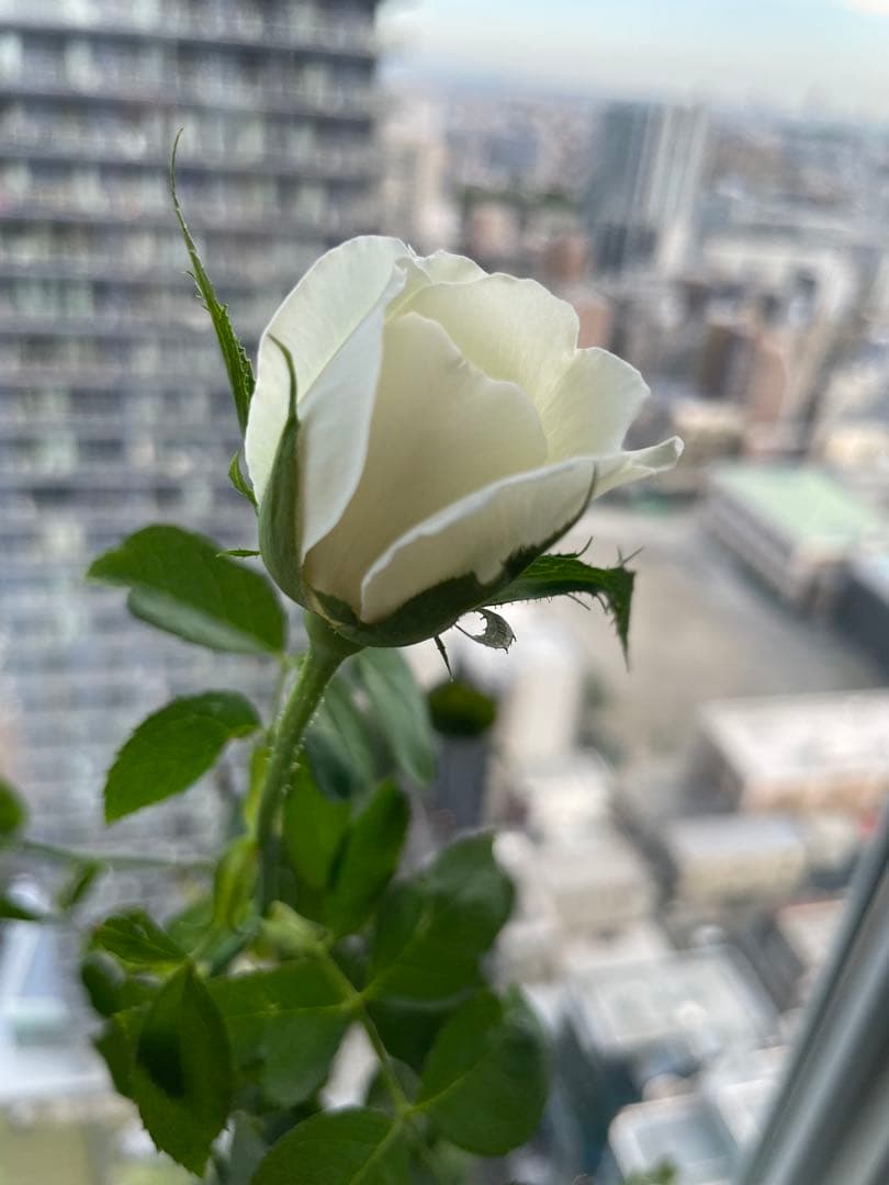 期間限定セール！大輪！超強香超強健！有名バラ育種家のバラ苗　二年生大株