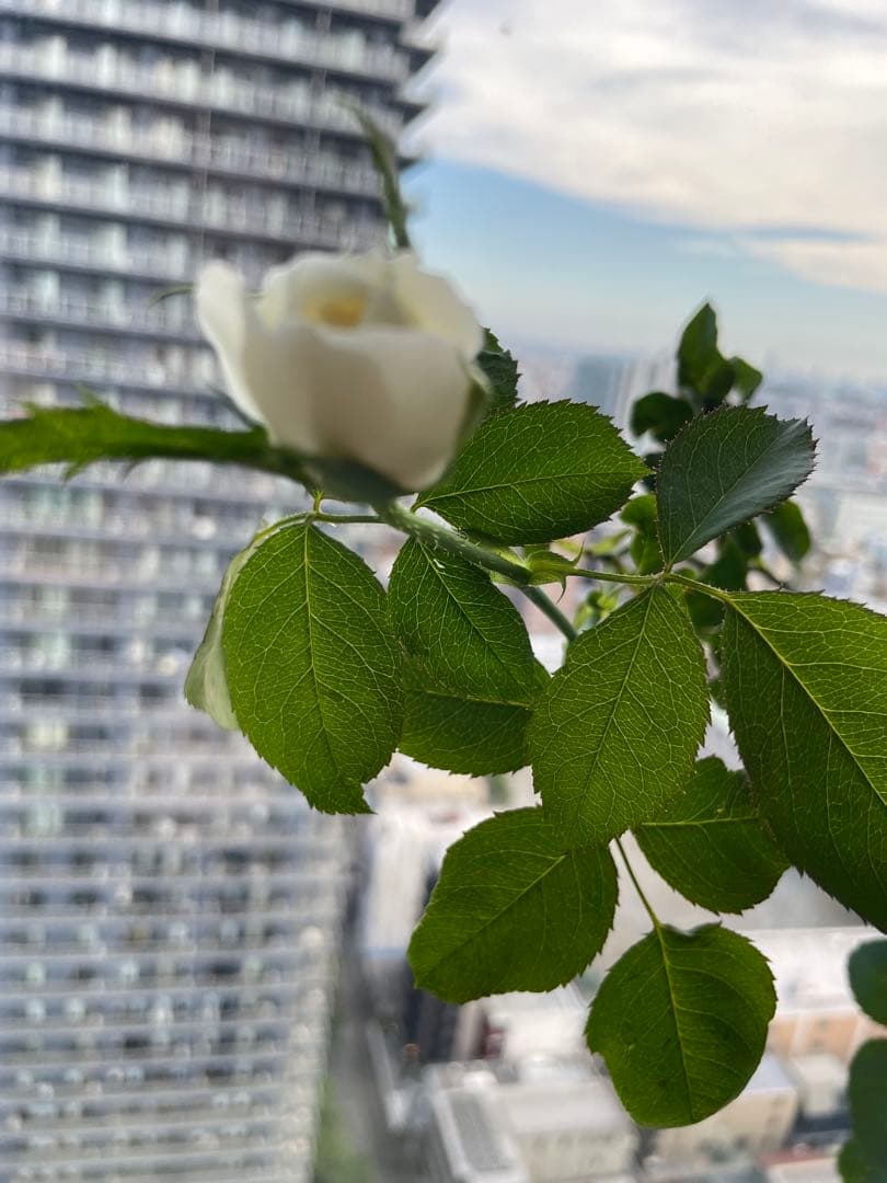 期間限定セール！大輪！超強香超強健！有名バラ育種家のバラ苗　二年生大株