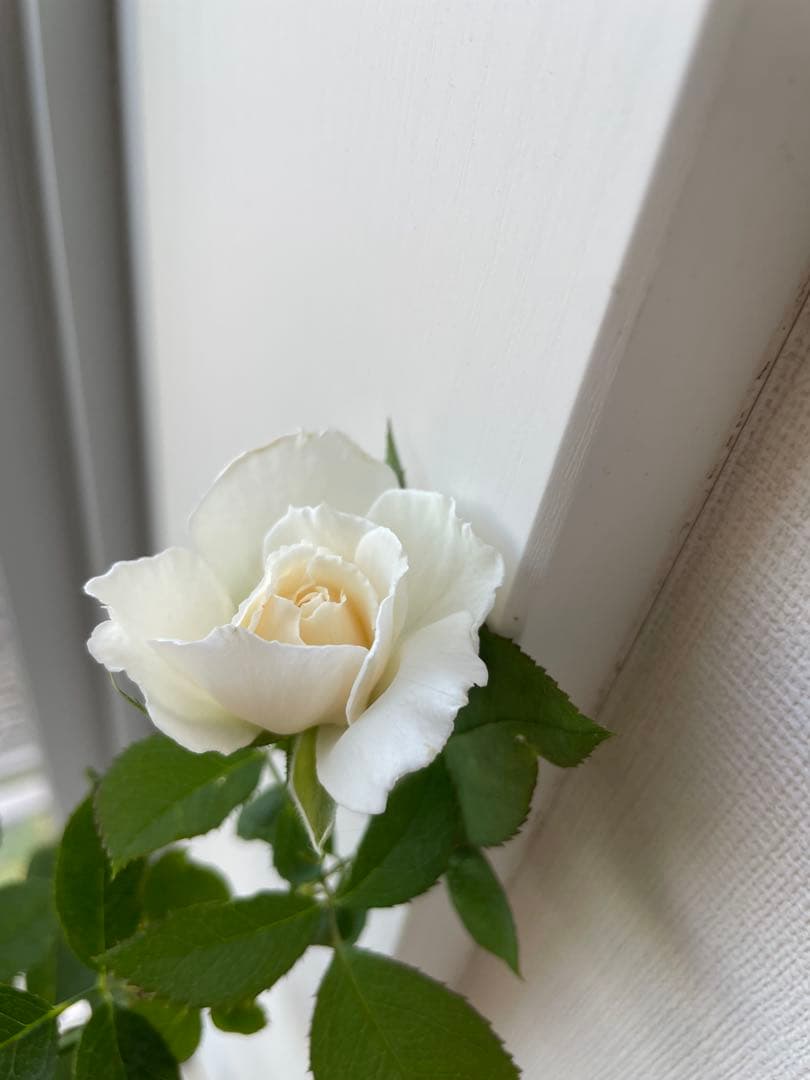 期間限定セール！大輪！超強香超強健！有名バラ育種家のバラ苗　二年生大株