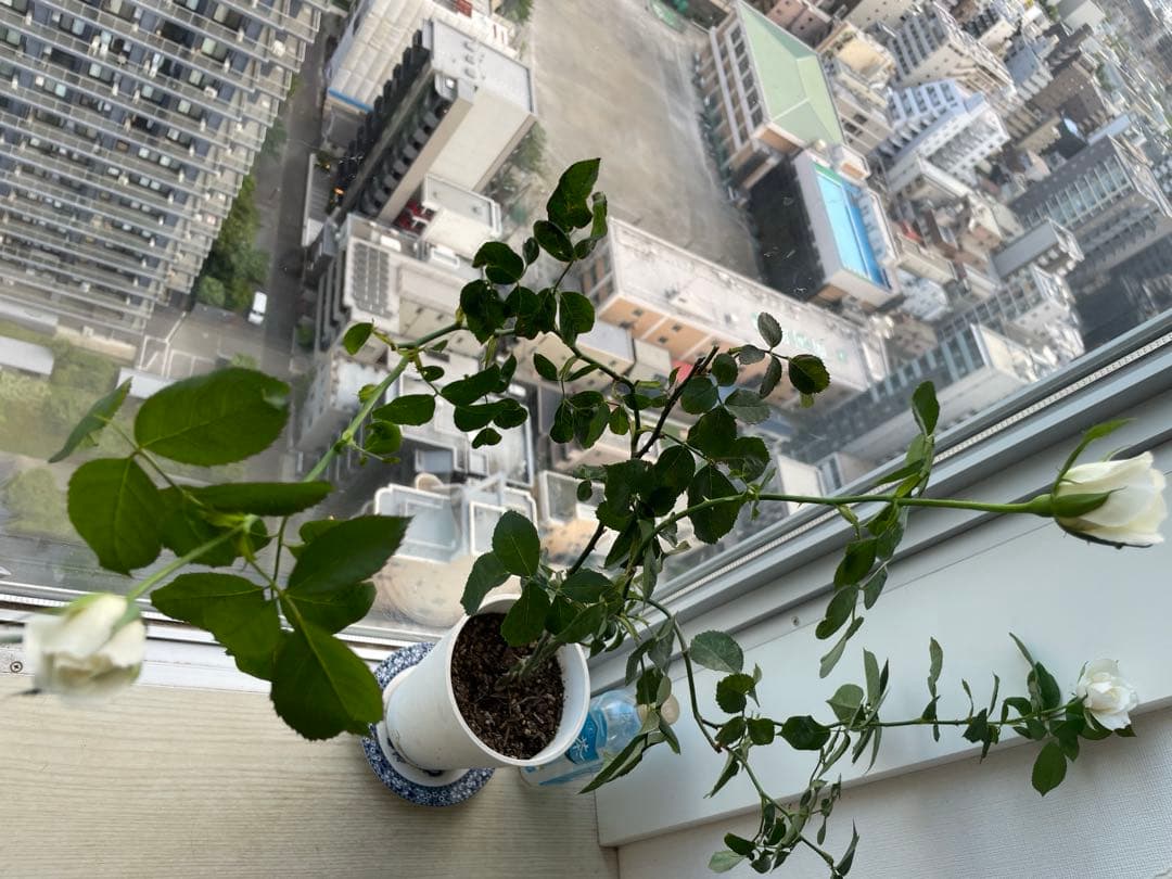 期間限定セール！大輪！超強香超強健！有名バラ育種家のバラ苗　二年生大株