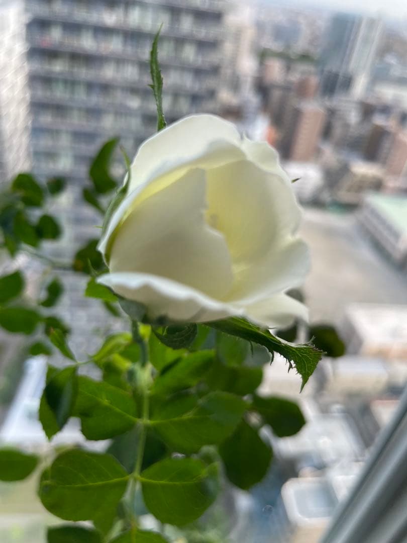 期間限定セール！大輪！超強香超強健！有名バラ育種家のバラ苗　二年生大株