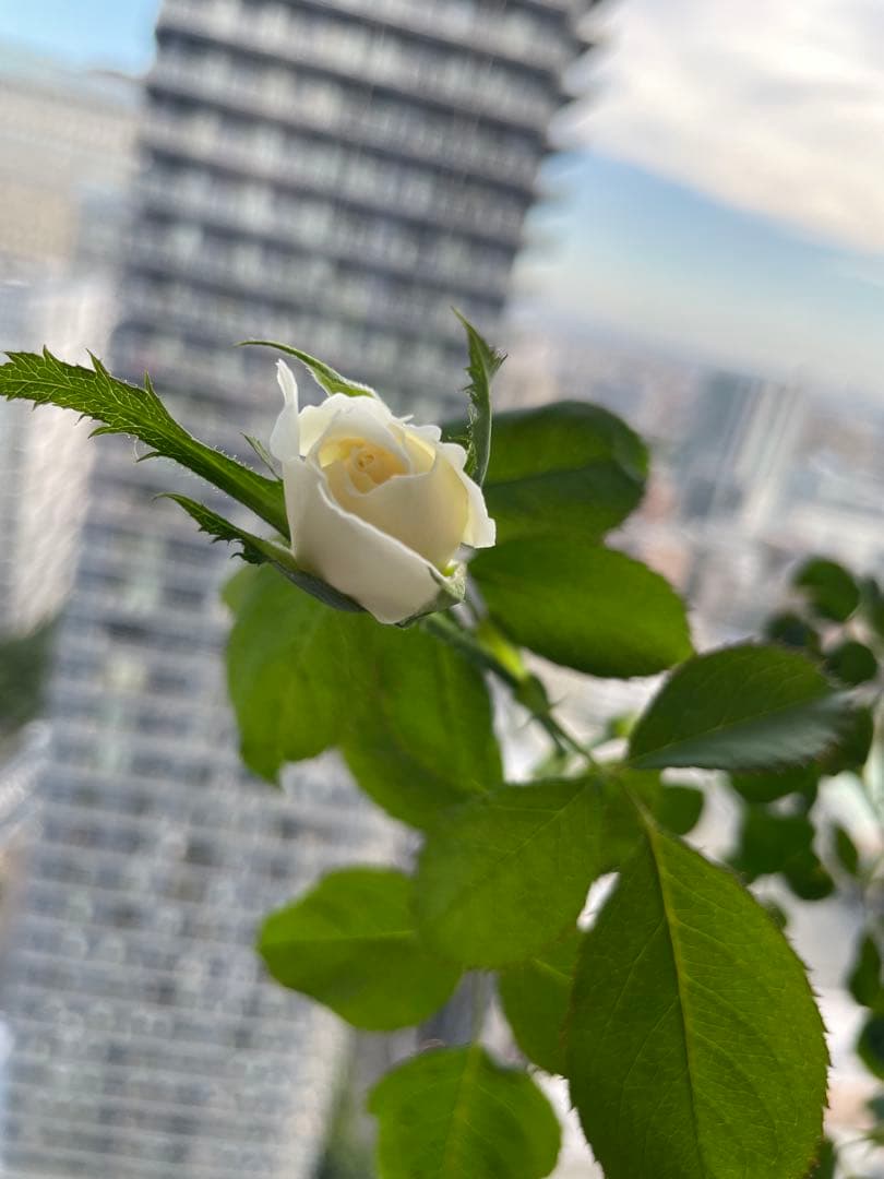 期間限定セール！大輪！超強香超強健！有名バラ育種家のバラ苗　二年生大株