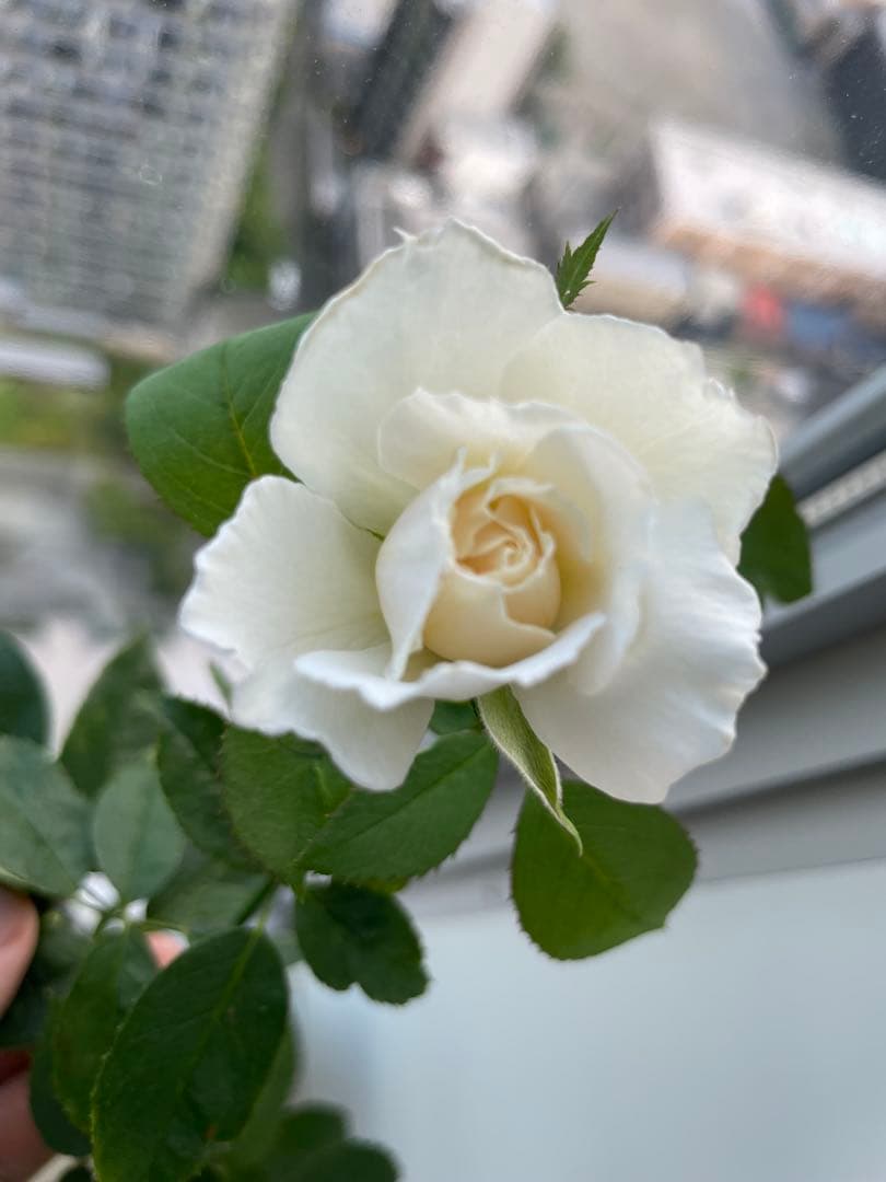 期間限定セール！大輪！超強香超強健！有名バラ育種家のバラ苗　二年生大株