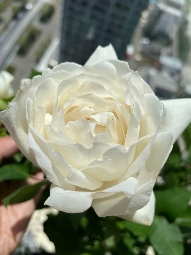 期間限定セール！大輪！超強香超強健！有名バラ育種家のバラ苗　二年生大株