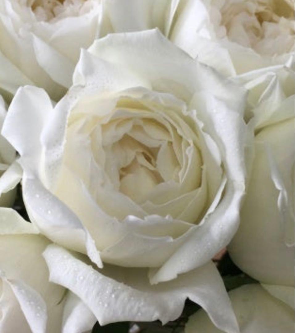 期間限定セール！大輪！超強香超強健！有名バラ育種家のバラ苗　二年生大株