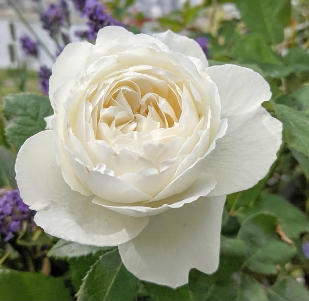 期間限定セール！大輪！超強香超強健！有名バラ育種家のバラ苗　二年生大株