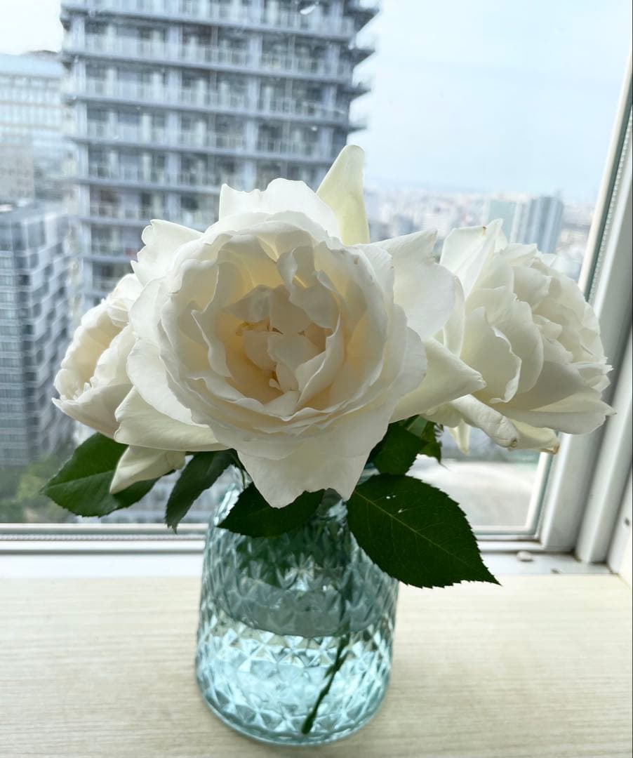 期間限定セール！大輪！超強香超強健！有名バラ育種家のバラ苗　二年生大株