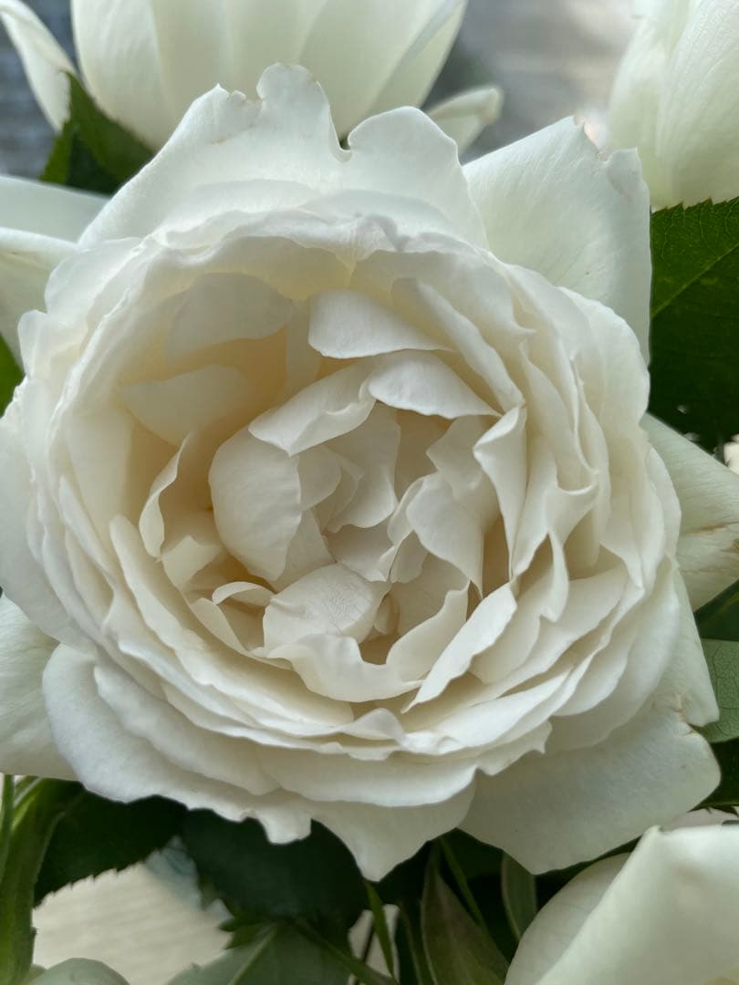 期間限定セール！大輪！超強香超強健！有名バラ育種家のバラ苗　二年生大株