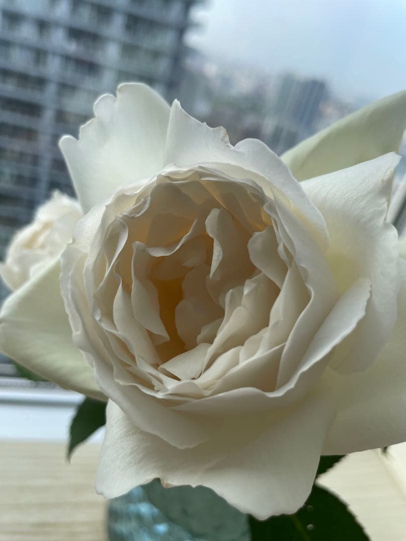 期間限定セール！大輪！超強香超強健！有名バラ育種家のバラ苗　二年生大株