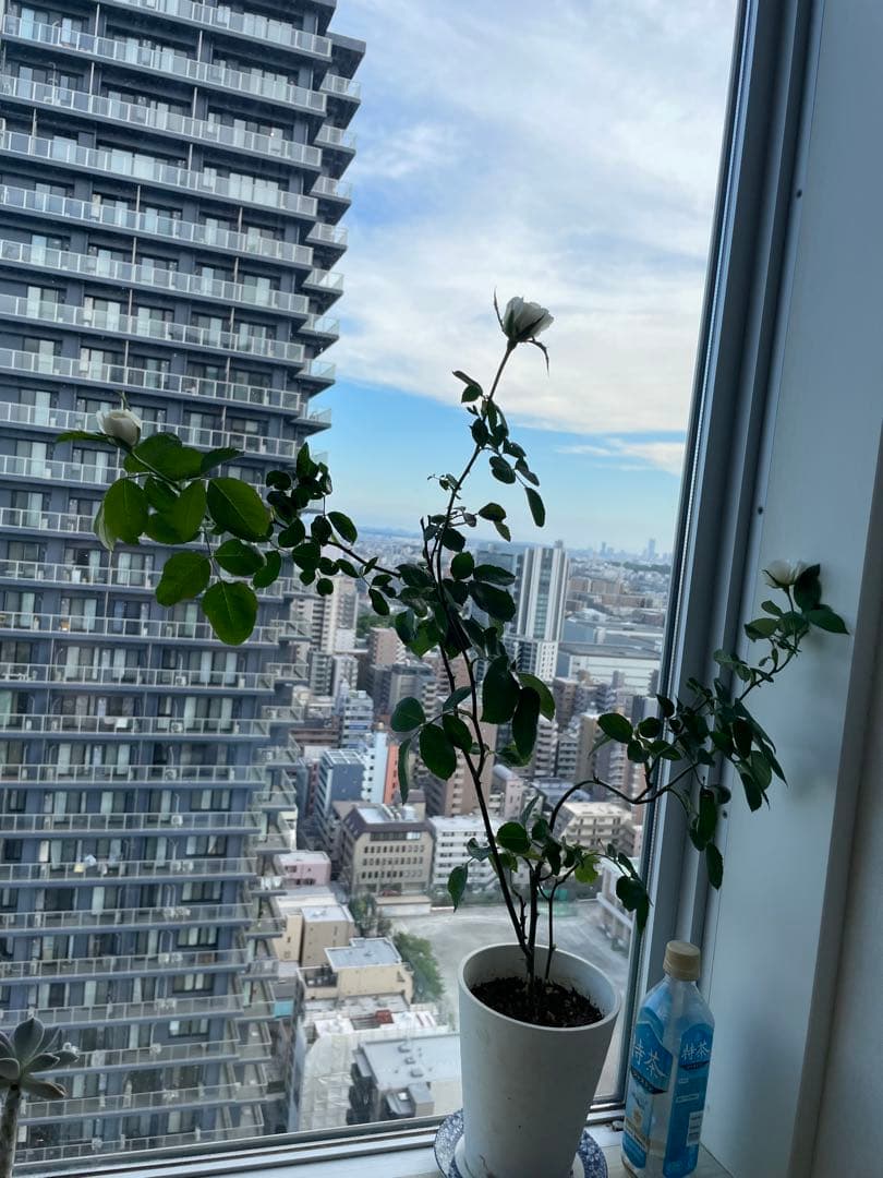 期間限定セール！大輪！超強香超強健！有名バラ育種家のバラ苗　二年生大株