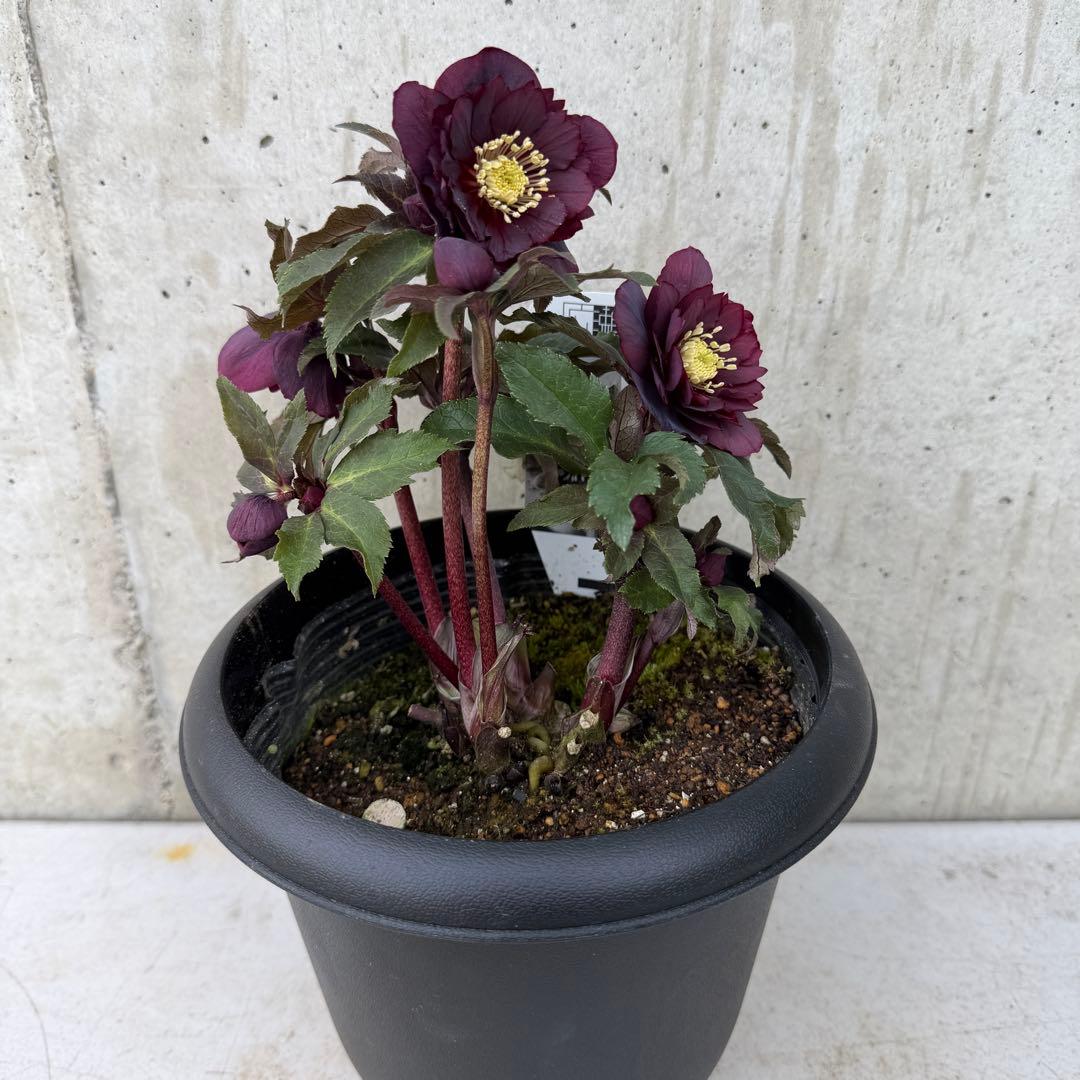 クリスマスローズ　ダブル　ブラック系　6号