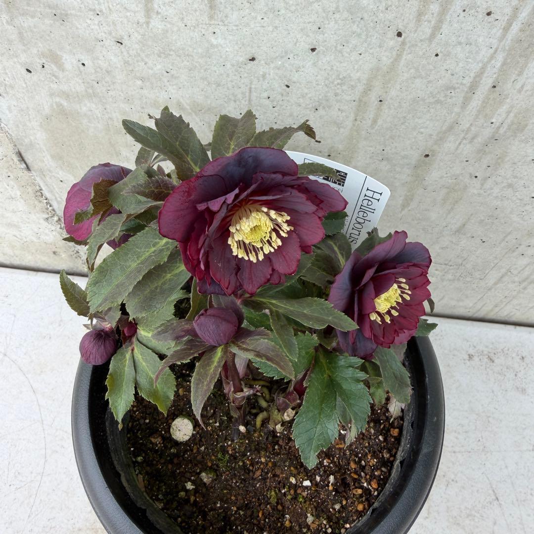 クリスマスローズ　ダブル　ブラック系　6号