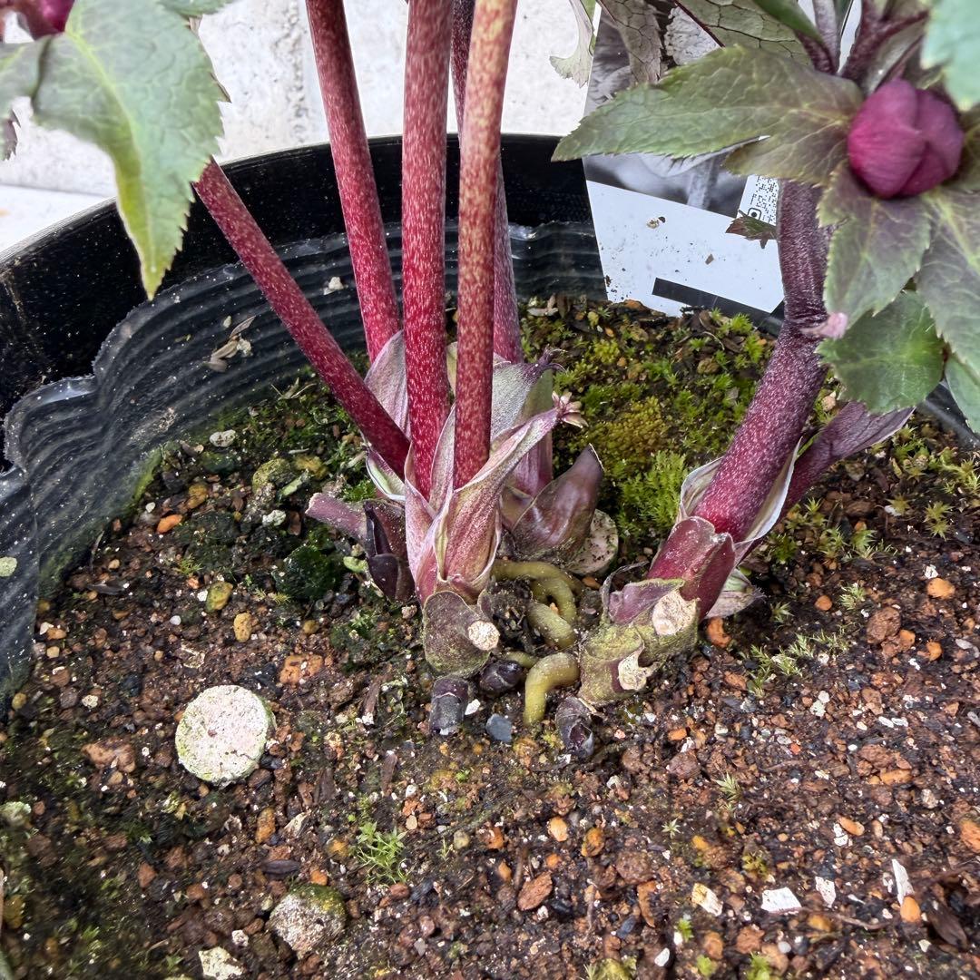 クリスマスローズ　ダブル　ブラック系　6号