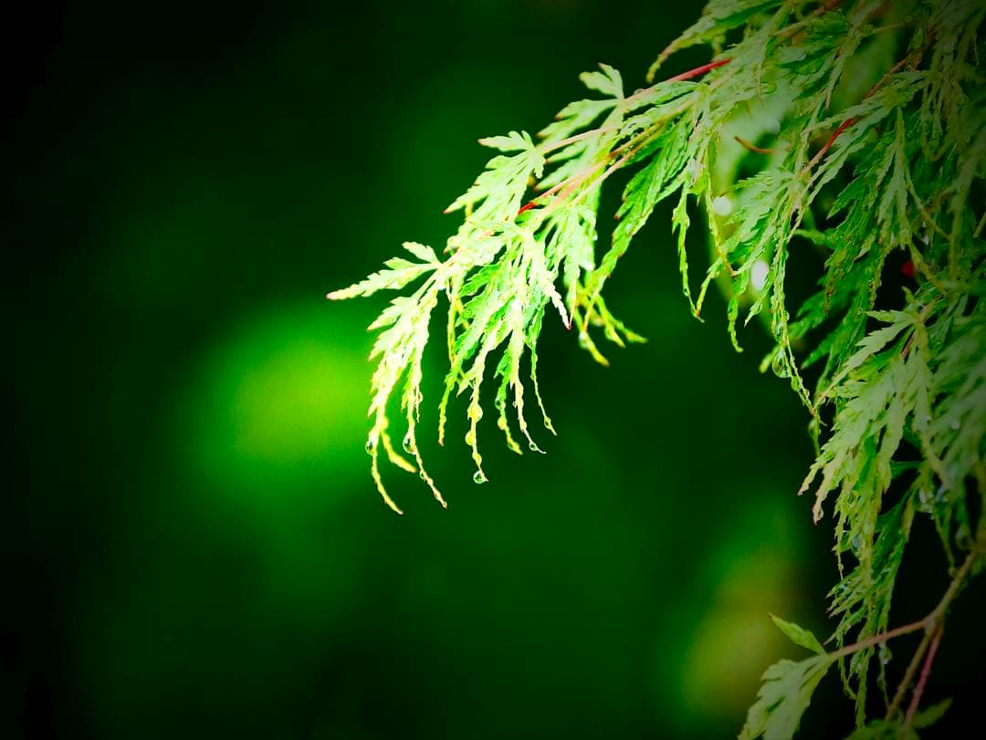 超美品 中古Panasonic LEICA H-ES50200 50-200mm