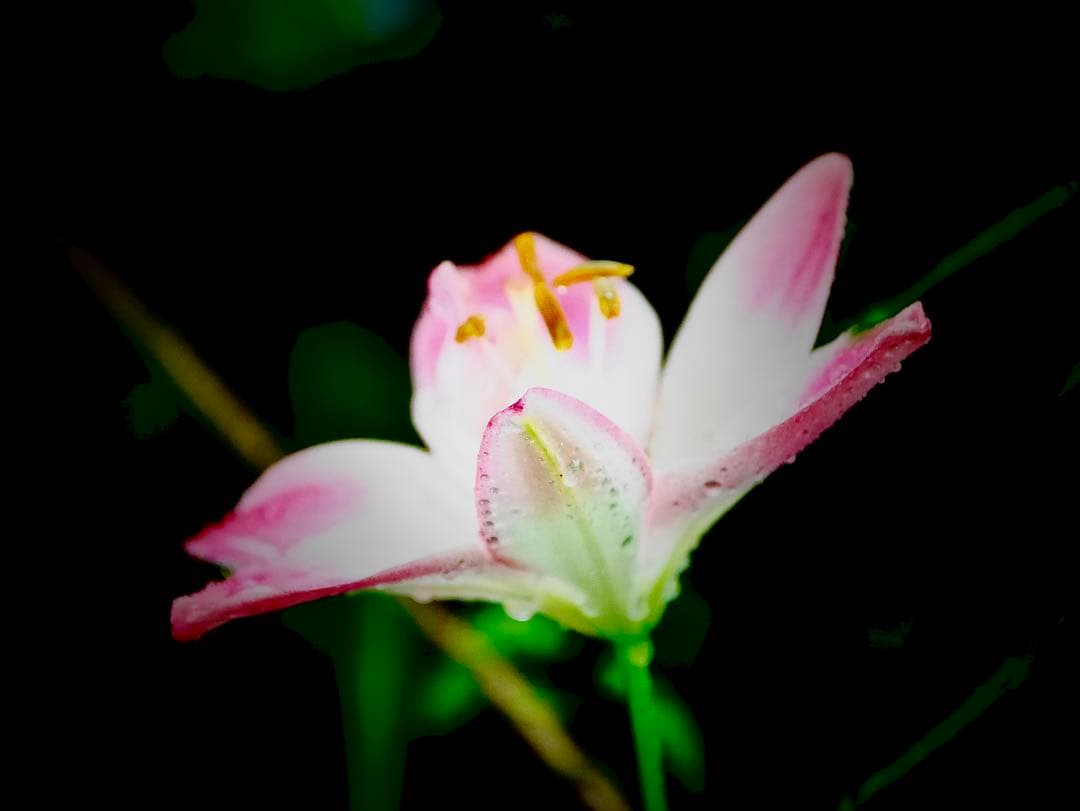 超美品 中古Panasonic LEICA H-ES50200 50-200mm