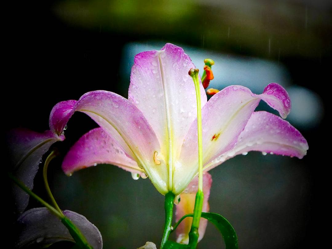 超美品 中古Panasonic LEICA H-ES50200 50-200mm