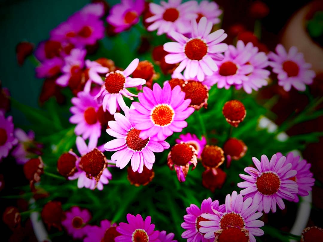 超美品 中古Panasonic LEICA H-ES50200 50-200mm