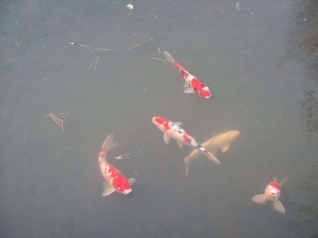 【動作確認済み】YASHICA EZ Digital F824 オールドコンデジ