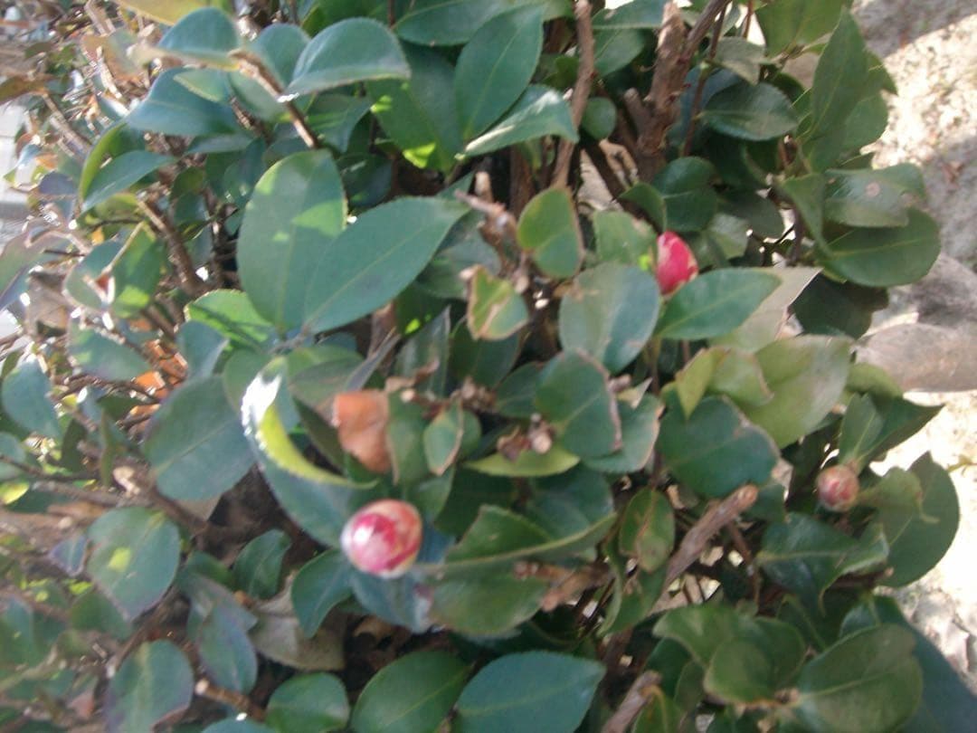 【動作確認済み】YASHICA EZ Digital F824 オールドコンデジ