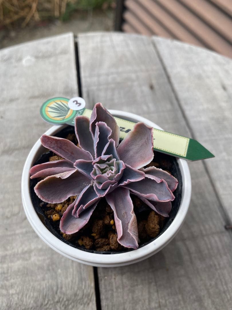 大きめ　③原種　チャザロイ　抜き苗　Chazaroi エケベリア 多肉