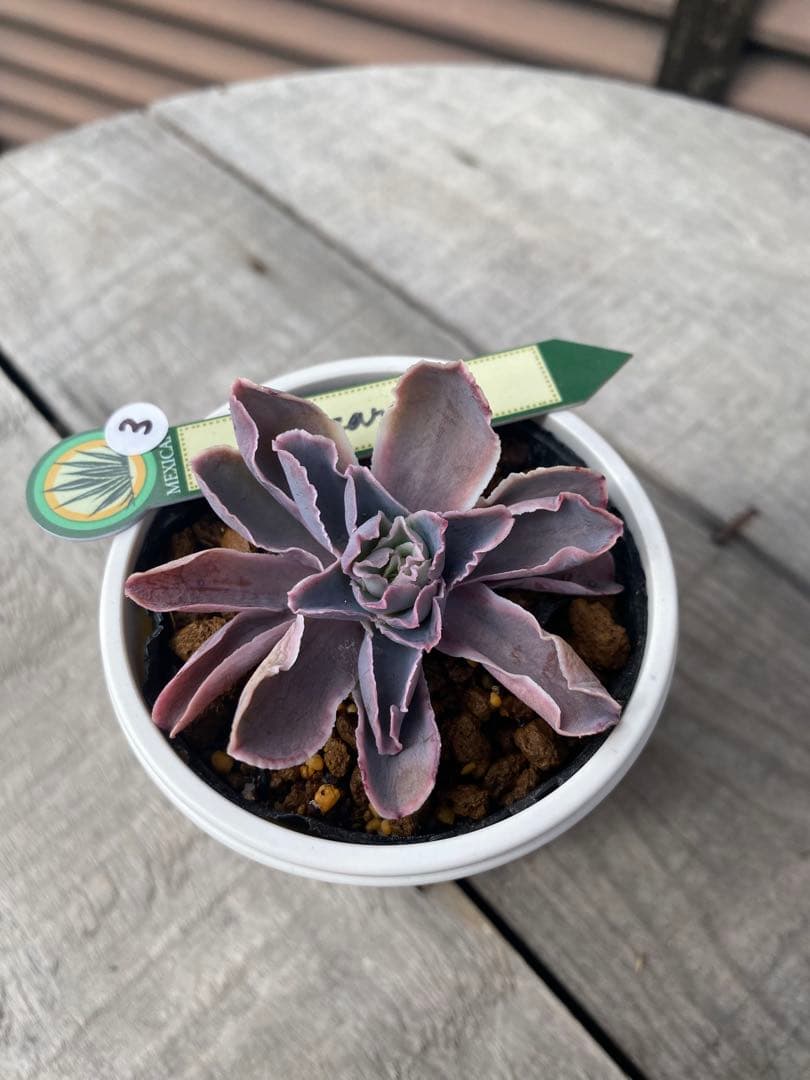 大きめ　③原種　チャザロイ　抜き苗　Chazaroi エケベリア 多肉