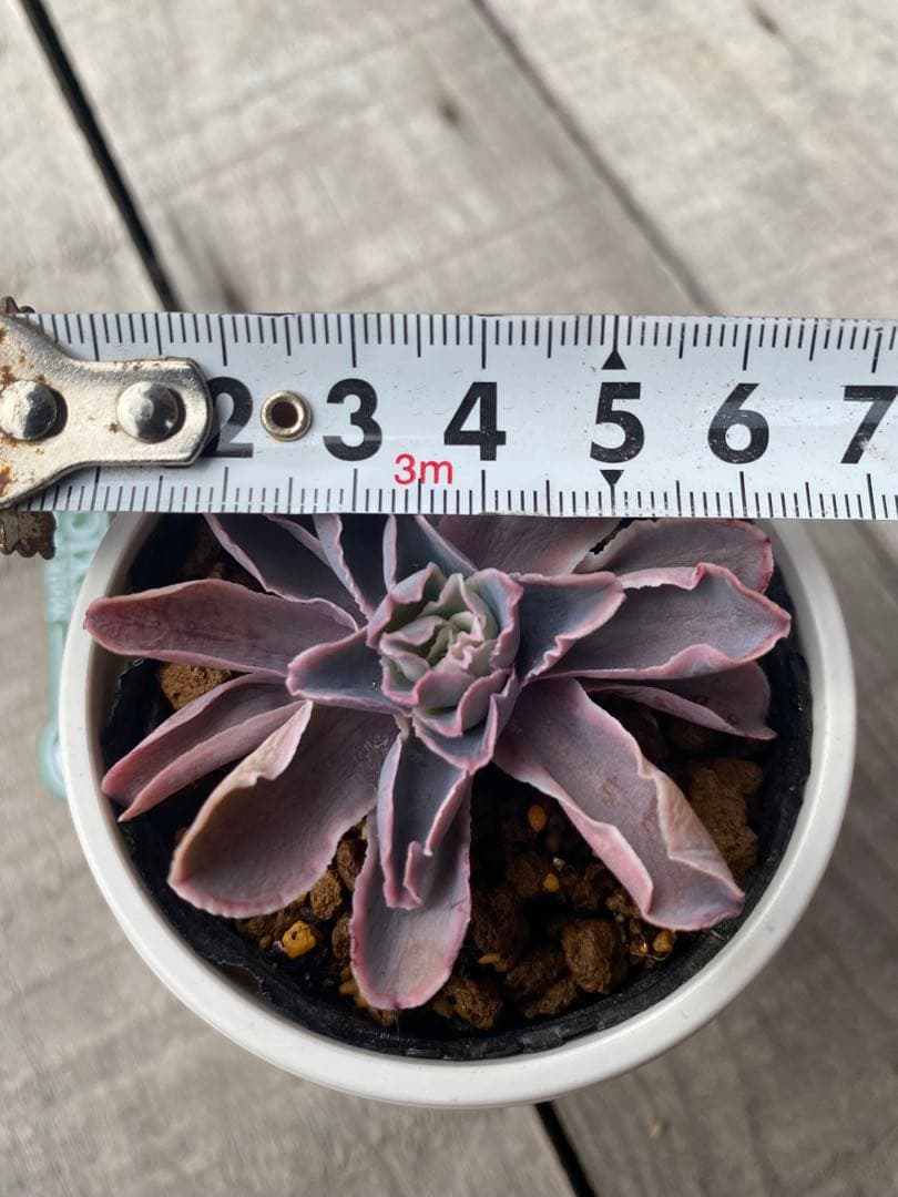 大きめ　③原種　チャザロイ　抜き苗　Chazaroi エケベリア 多肉