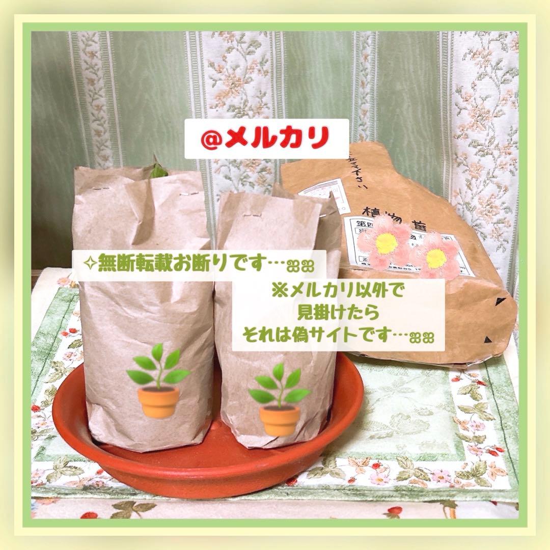 ❀メルカリn様✩ページです