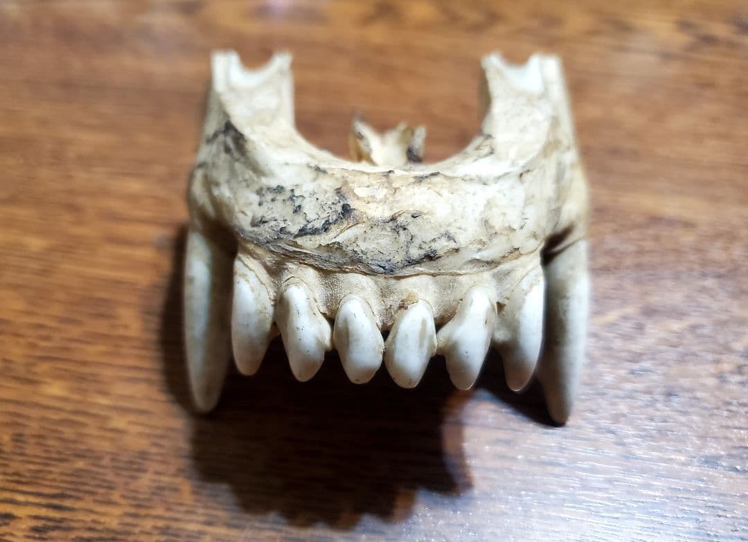 動物の顎骨 獣の牙 熊？ニホンオオカミ？ マタギ いらたか念珠 イタコ 魔除け