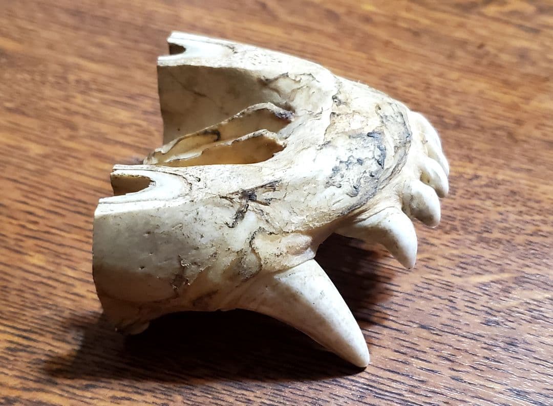 動物の顎骨 獣の牙 熊？ニホンオオカミ？ マタギ いらたか念珠 イタコ 魔除け