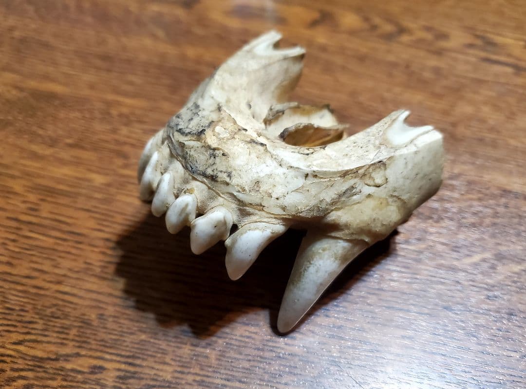 動物の顎骨 獣の牙 熊？ニホンオオカミ？ マタギ いらたか念珠 イタコ 魔除け